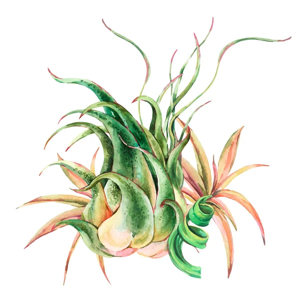 Akvarell Trópusi Levelek Légi Növény Tillandsia Botanikai Illusztráció Szukkulens Terrárium — Stock Fotó
