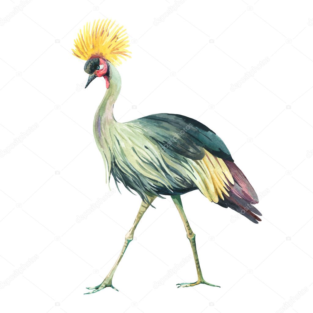 Watercolor Crowned crane isolated on white. Watercolor bird illustration. 