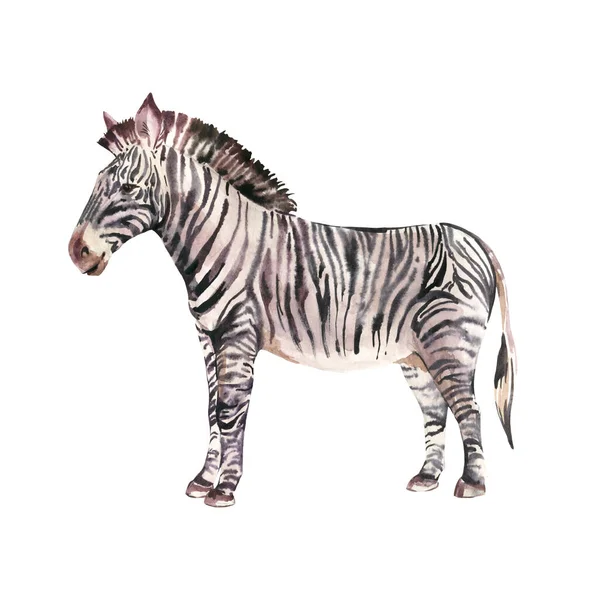 Watercolor Zebra Animals Illustration Isolated White Background Jungle Safari Animals — Stock Photo, Image