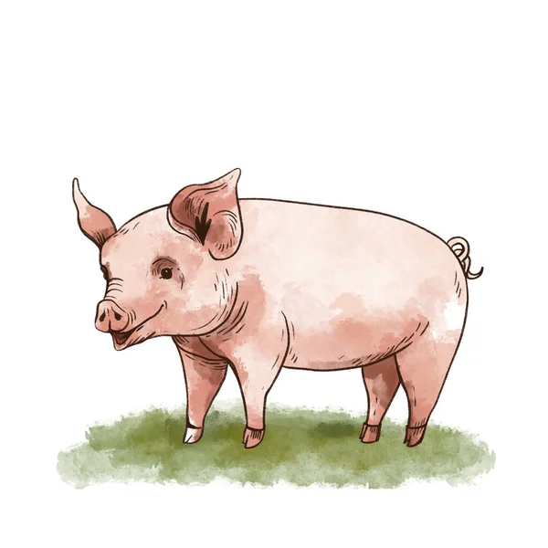 かわいい手描き豚グリーティングカード 白を基調としたヴィンテージ素朴な動物イラスト — ストック写真