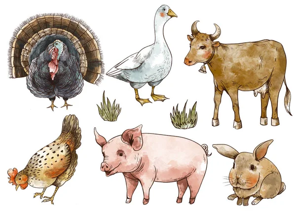 Serie Animali Fattoria Illustrazione Oca Mucca Pollo Maiale Pagliaio Rustico — Foto Stock