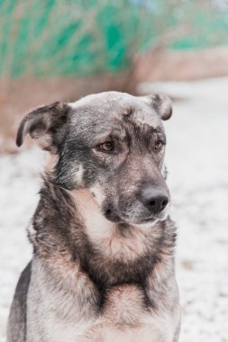 Kış bahçesinde üzgün köpek.