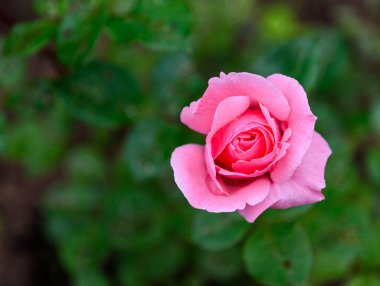 Güzel pembe Gül yaz yeşil bahçesinde. Bahçe gül. Gül bahçesinde.