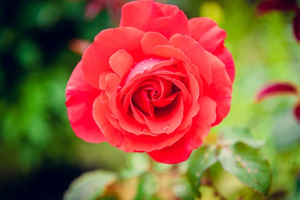 Beautiful pink rose in a summer green garden. Garden of roses. Some roses in the garden.