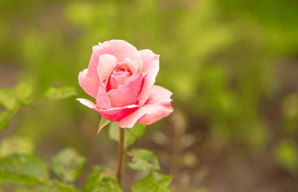 A beautiful pink rose in a summer green garden. Garden of roses. Some roses in the garden.