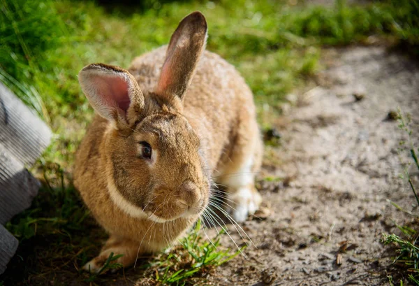 Niedliche Kaninchen Sitzen Auf Grünem Gras Garten Das Konzept Der — Stockfoto