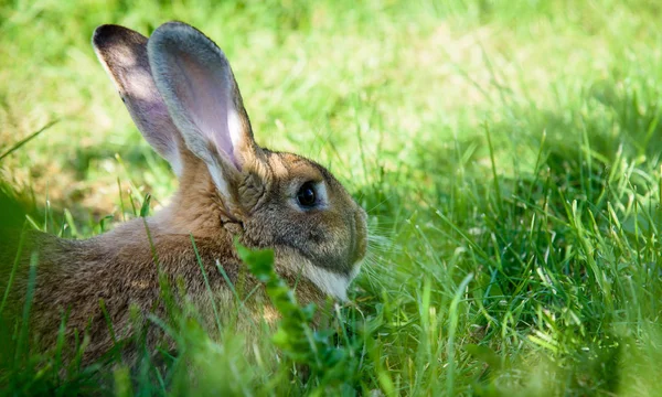 Niedliche Kaninchen Sitzen Auf Grünem Gras Garten Das Konzept Der — Stockfoto