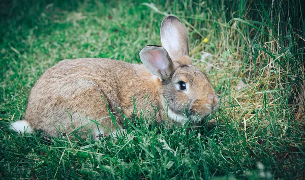 Niedliche Kaninchen Sitzen Auf Grünem Gras Garten Das Konzept Der — Stockfoto