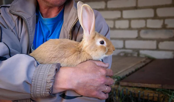 Roztomilý Králík Sedí Zelené Trávě Zahradě Pojetí Přírody Zemědělství Živočišné — Stock fotografie