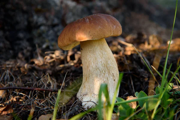 Porcini Paddestoelen Groeien Het Forest Vegetarisch Dieet Eten Een Paddenstoel — Stockfoto