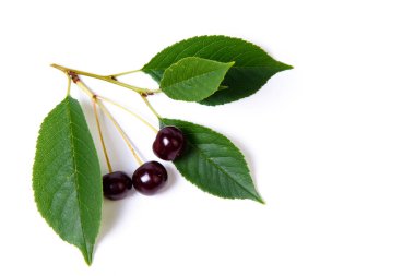 Olgun Kiraz yaprakları üzerinde beyaz bir arka plan ile.