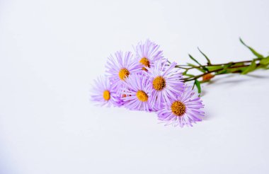 Papatya çiçek beyaz zemin üzerine Lila yaprakları ile