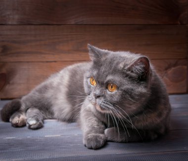 Ahşap bir çit arka plan üzerinde bir masada İngiliz kedi