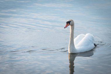 Havzanın kıyıya yüzen bir güzel Kuğu.