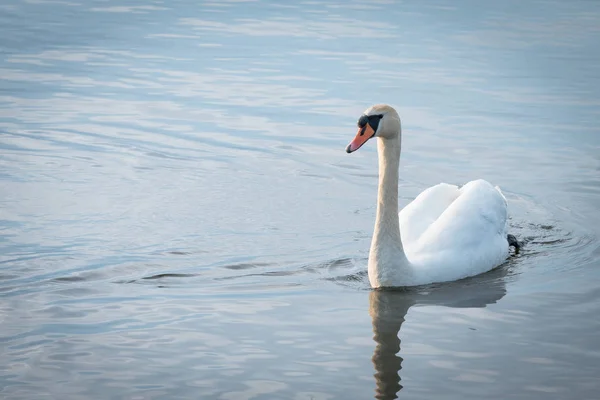 Havzanın kıyıya yüzen bir güzel Kuğu.