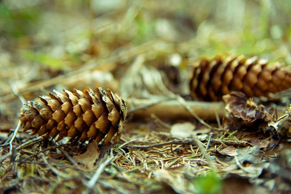 Cônes Épinette Sur Sol Forestier Avec Une Profondeur Champ Délibérément — Photo