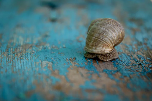 Grape Snail Old Blue Wooden Board — Stock Photo, Image