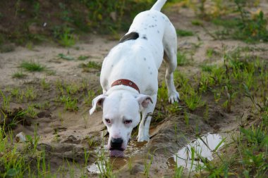 Doğada beyaz pitbull teriyeri. Köpek su birikintisinden su içer. ..