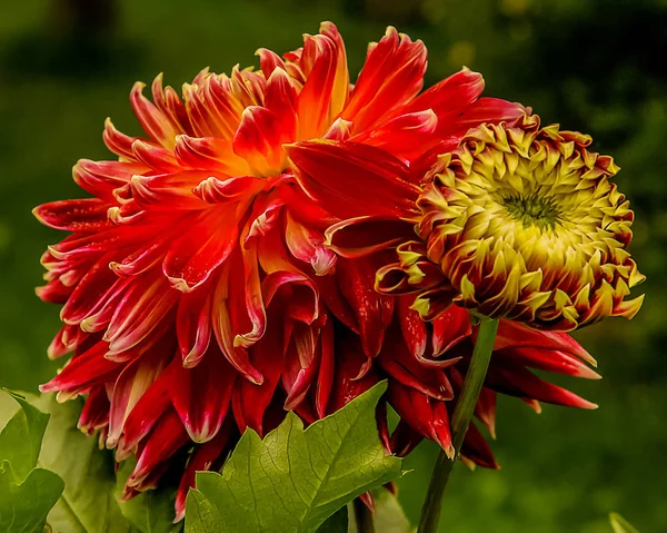 Dahlia Vår Trädgård — Stockfoto