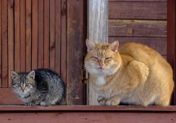 Twee Katten Bewaken Het Huis — Stockfoto
