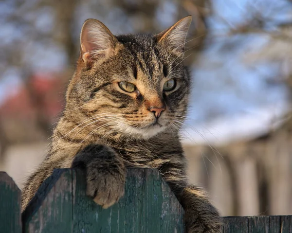 Marcha Gato Sentado Valla — Foto de Stock