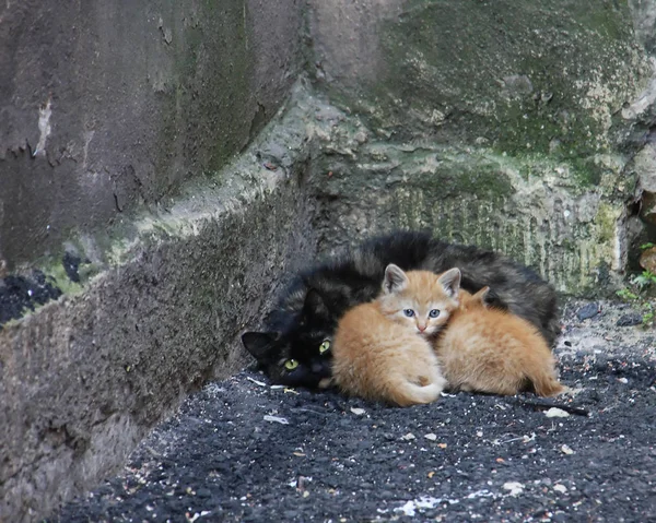 Evsiz hayvanları yardıma ihtiyacım var