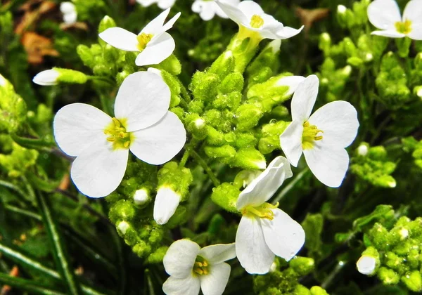 Lindas Flores Primavera Após Hibernação Detalhes Close Toda Paleta Cores — Fotografia de Stock