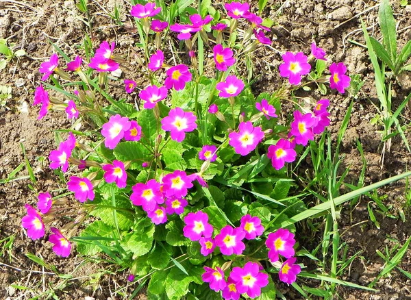 Lindas Flores Primavera Após Hibernação Detalhes Close Toda Paleta Cores — Fotografia de Stock