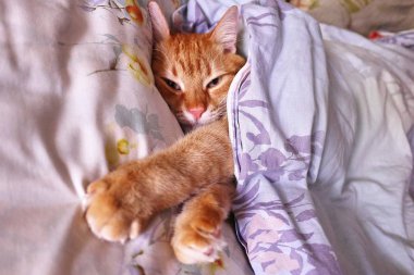 Kırmızı kedi sinsi görünümünü