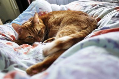 Kırmızı kedi sinsi görünümünü