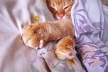 Kırmızı kedi sinsi görünümünü