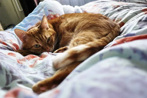 Kırmızı kedi sinsi görünümünü