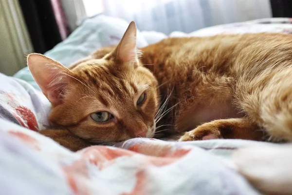 Kırmızı Kedi Sinsi Görünümünü — Stok fotoğraf