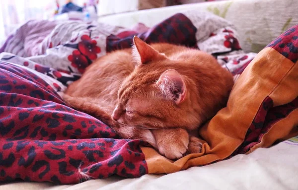 Kırmızı kedi sinsi görünümünü