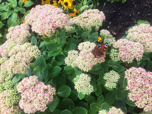 Butterflies (insects) sit on summer flowers. Sunlight, warm and Sunny