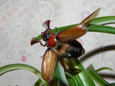 Chafer büyük bir çekim. Bu böcekler sadece baharda görünür, onlar sert kanatları vardır