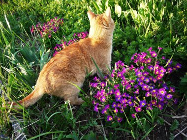 Kırmızı kedi doğada yürür. Güzel hayvan güneş ışığında poz.