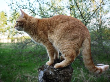 Kırmızı kedi doğada yürür. Güzel hayvan güneş ışığında poz.