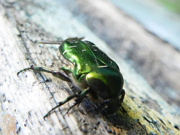 Chafer Büyük Bir Çekim Böcekler Sadece Baharda Görünür Onlar Sert — Stok fotoğraf