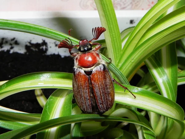 Chafer Closeup Beetles Appear Only Spring Hard Wings — Stock Photo, Image