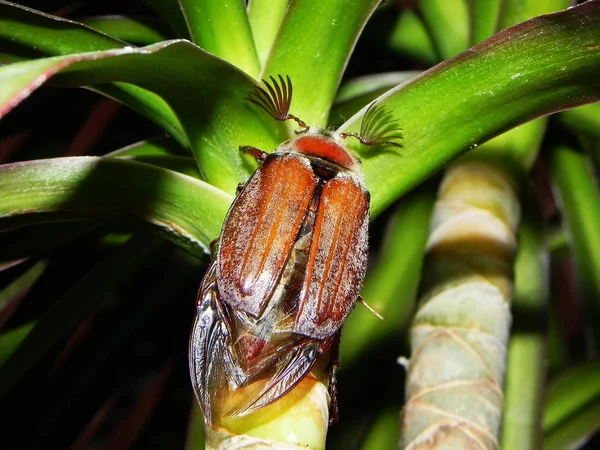 Chafer Büyük Bir Çekim Böcekler Sadece Baharda Görünür Onlar Sert — Stok fotoğraf