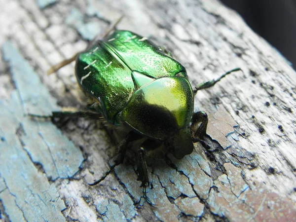 Chafer Büyük Bir Çekim Böcekler Sadece Baharda Görünür Onlar Sert — Stok fotoğraf