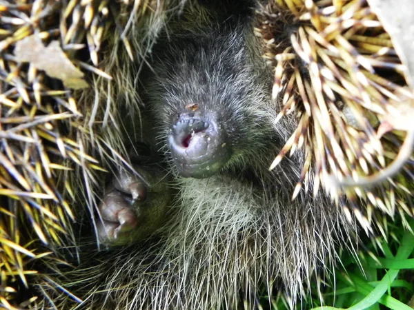 Igel Der Igel Kräuselt Sich Und Zeigt Seine Nadeln — Stockfoto