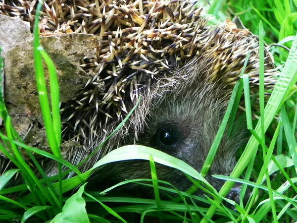 Igel Der Igel Kräuselt Sich Und Zeigt Seine Nadeln — Stockfoto