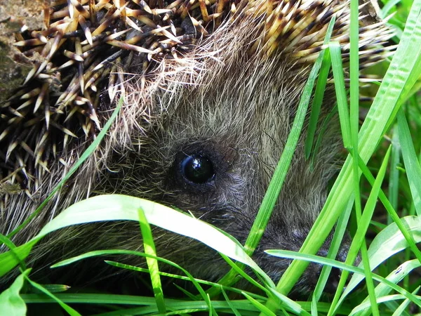 Hedgehog.  The hedgehog curled up and shows his needles.