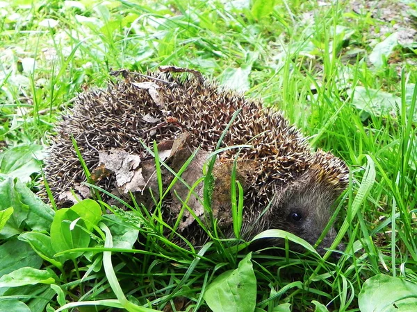 Hedgehog Hedgehog Curled Shows His Needles — Stock Photo, Image