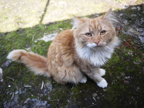 Chat Rouge Marche Dans Nature Bel Animal Posant Soleil — Photo