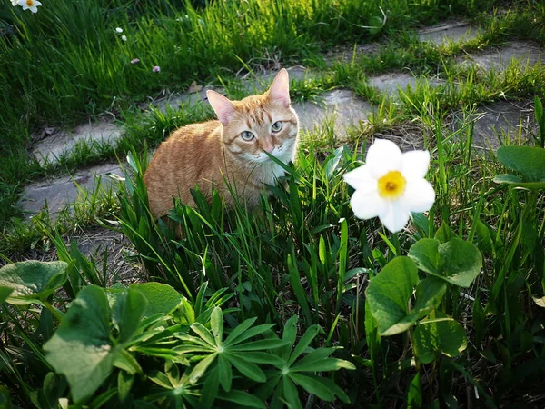 Kırmızı Kedi Doğada Yürür Güzel Hayvan Güneş Işığında Poz — Stok fotoğraf
