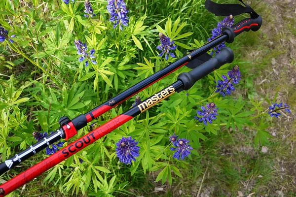 Wandelen Stokken Voor Nordic Walking Wandelen Helpen Sport Een Actieve — Stockfoto