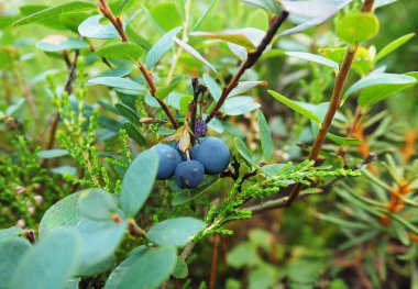 Güzel mantar sinek agarics bir çam ormanı kenarında büyüdü.